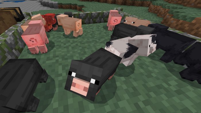 Pig variants