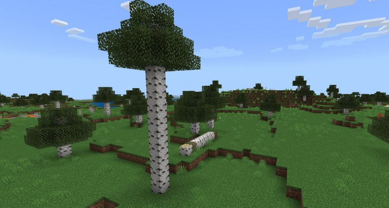 Birch Tree variants