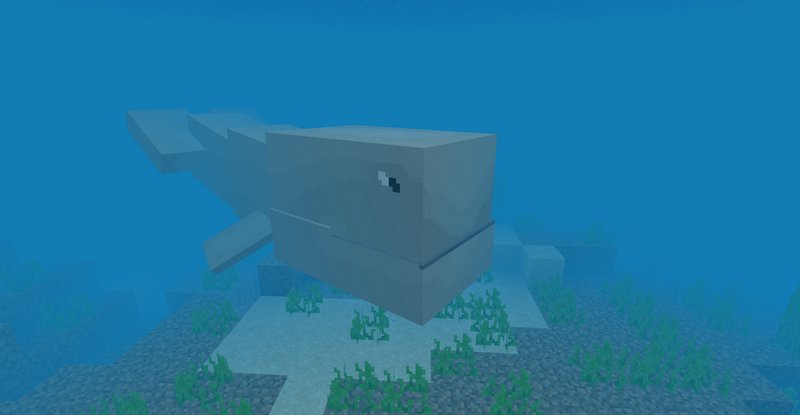 Whale