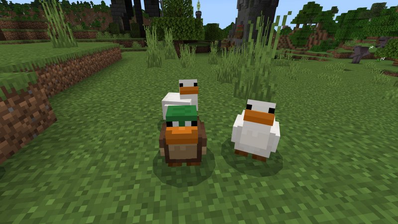 Ducks