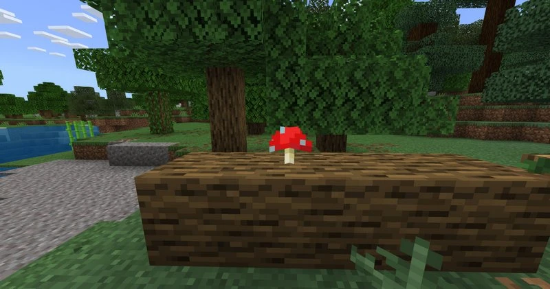 How to grow mushrooms