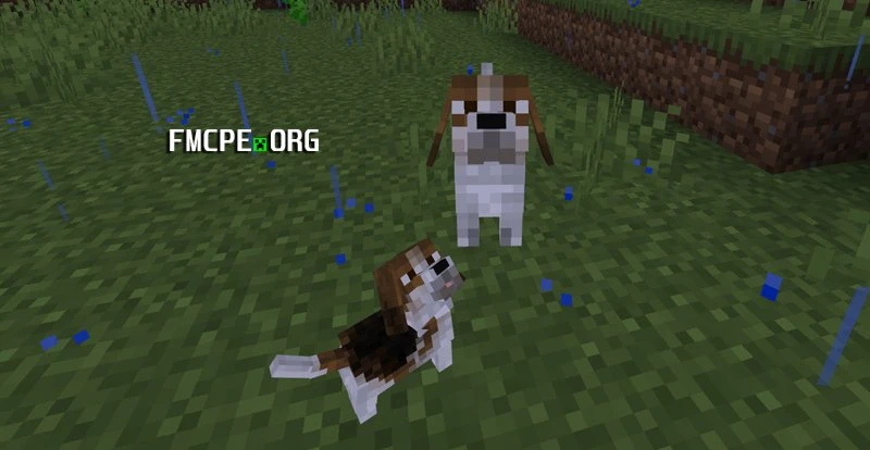 Beagle dog breed