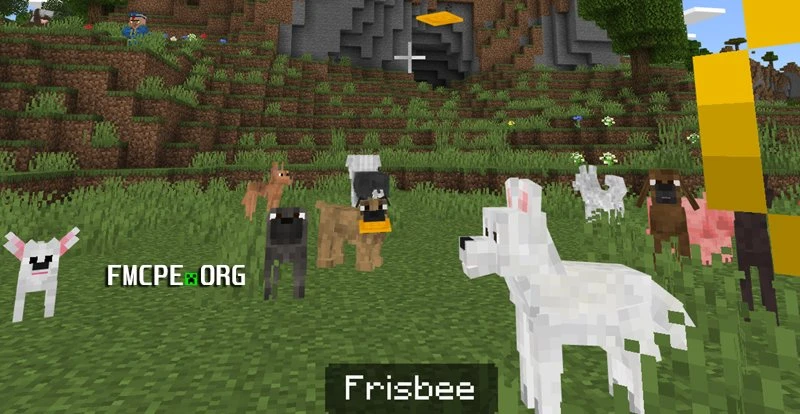 a variety of dog breeds