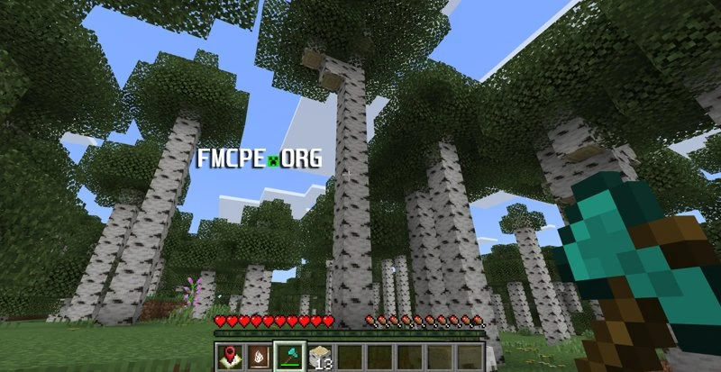 Birch tree