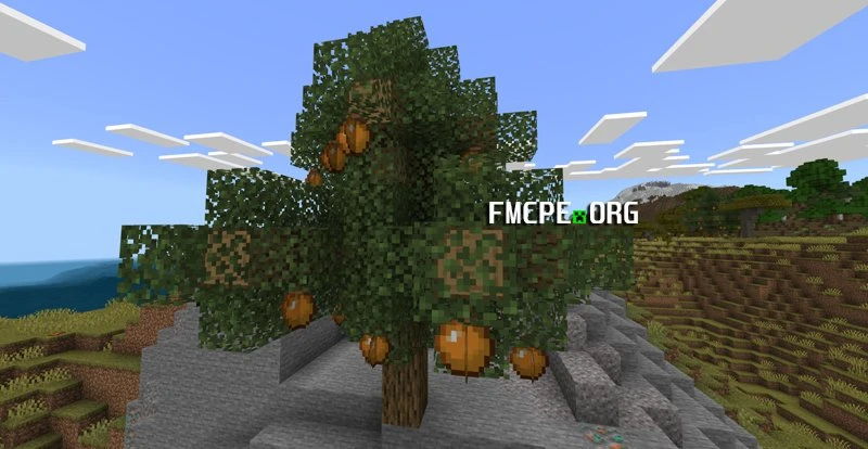 Orange tree