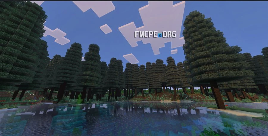 Giga spruce trees