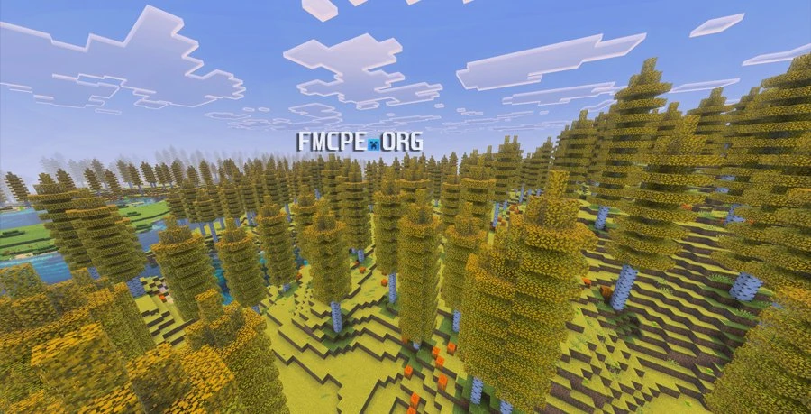 Tall birch tree forest