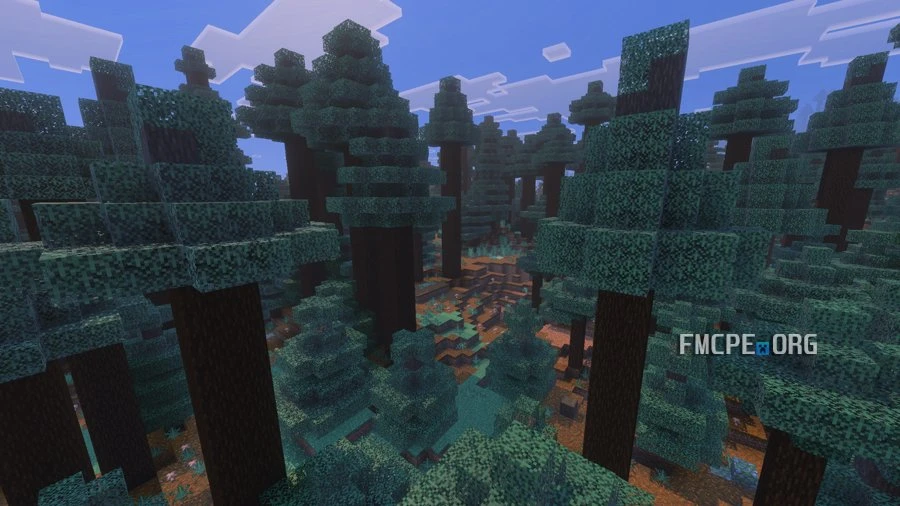 Spruce forest - variety of trees