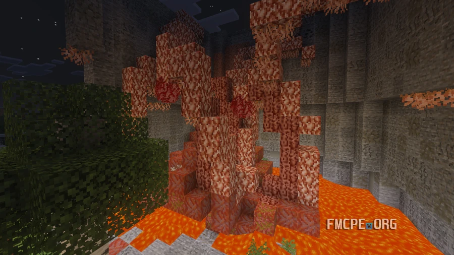 Cordyceps fungus mycelium