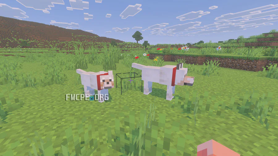 Different sizes of wolves