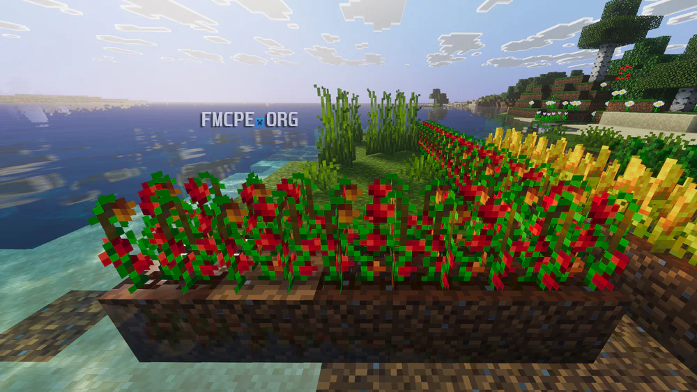 Tomatoes