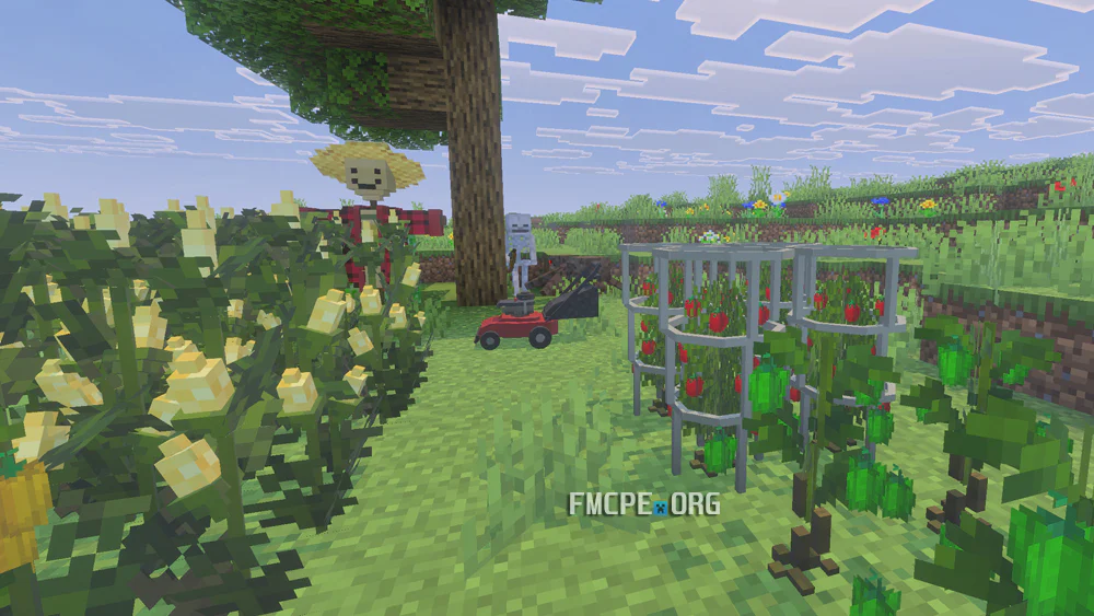 Tomatoes and corn
