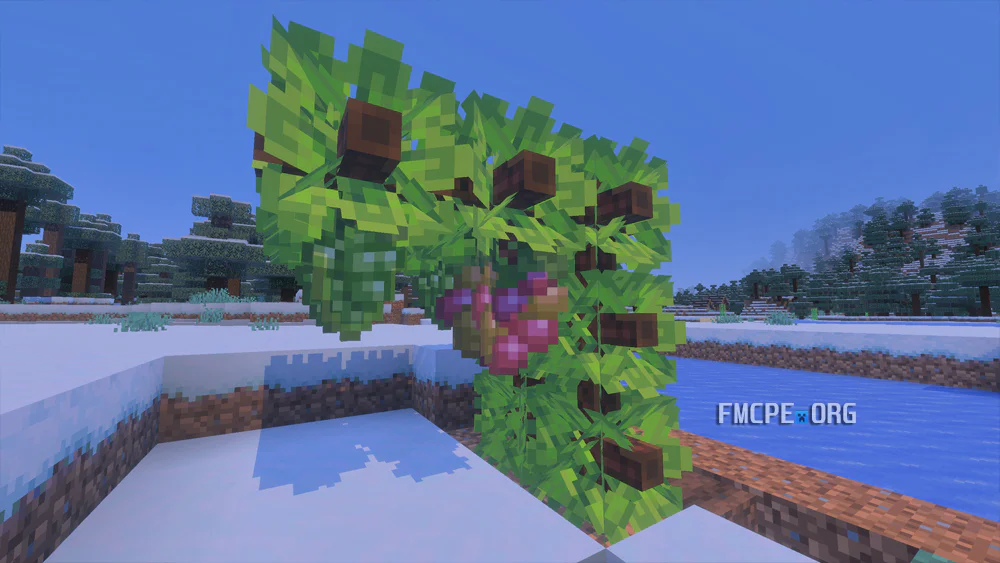 Growing Grapes